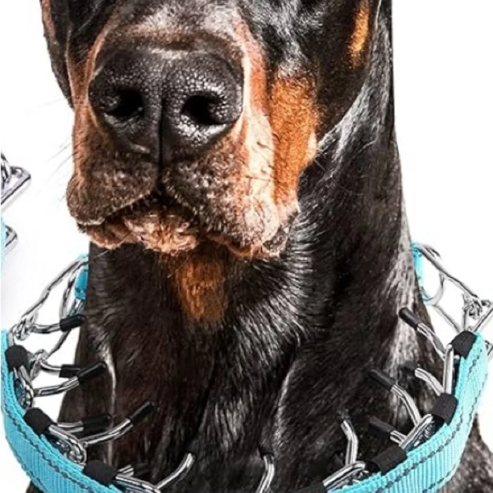 Premium Dog Prong Collar - Blue